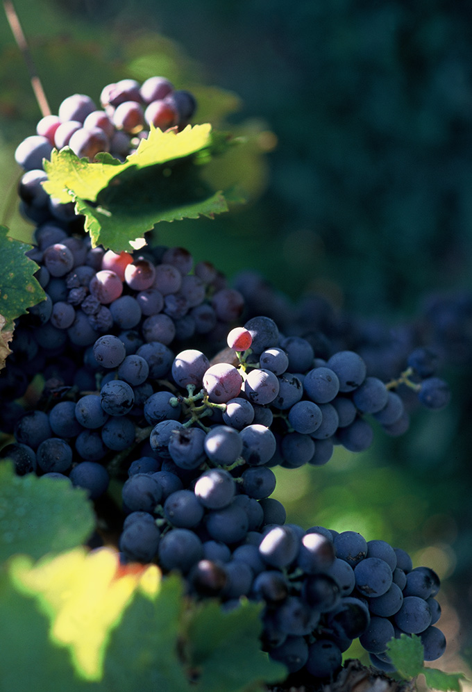 Wines Of Greece Project Branding Greek Wine 360 Campaign Black Grape